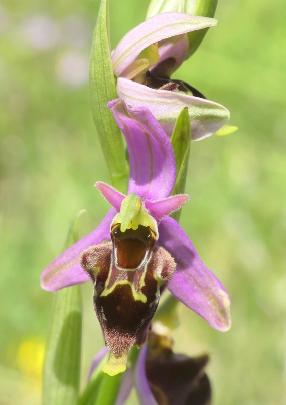 Ophrys apifera x Ophrys holosericea subsp.dinarica, splendidi ibridi nell''aquilano 2021.